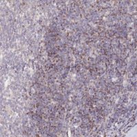 Anti-PYHIN1 antibody produced in rabbit 