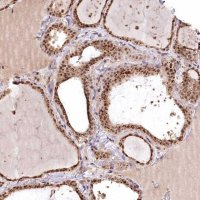 Anti-PYROXD1 antibody produced in rabbit 