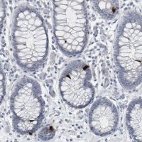 Anti-PYY antibody produced in rabbit 