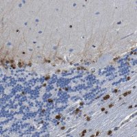 Anti-QKI antibody produced in rabbit 