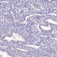Anti-RAB11FIP5 antibody produced in rabbit 