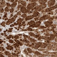 Anti-RAB32 antibody produced in rabbit 