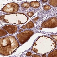 Anti-RAB43 antibody produced in rabbit 