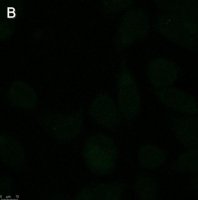 Anti-Rabies glycoprotein Antibody, clone 24-3F-10 ZooMAb Mouse Monoclonal 