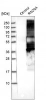 Anti-RAD9A antibody produced in rabbit 