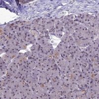 Anti-RANBP3 antibody produced in rabbit 