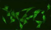 Anti-RanGAP1 (N-terminal) antibody produced in rabbit 