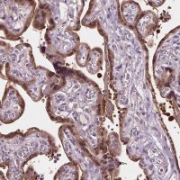 Anti-RASA1 antibody produced in rabbit 