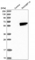 Anti-RASGEF1A antibody produced in rabbit 