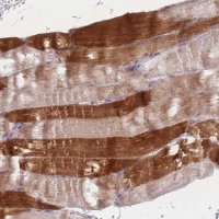 Anti-RASL10B antibody produced in rabbit 
