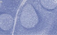 Anti-Rb Antibody, clone 2M15 ZooMAb Rabbit Monoclonal 