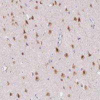 Anti-RBFOX1 antibody produced in rabbit 