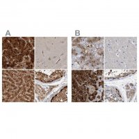 Anti-RBKS antibody produced in rabbit 