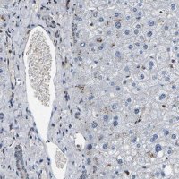 Anti-RBM28 antibody produced in rabbit 