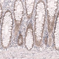 Anti-RBM7 antibody produced in rabbit 
