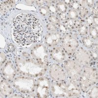Anti-RBP7 antibody produced in rabbit 