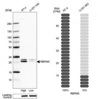 Anti-RBPMS antibody produced in rabbit 