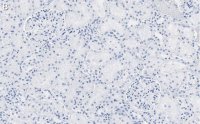 Anti-RBPMS Antibody, clone 1E16 ZooMAb Rabbit Monoclonal 