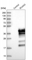 Anti-RCAN3 antibody produced in rabbit 