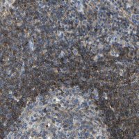 Anti-RCSD1 antibody produced in rabbit 