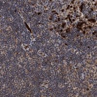 Anti-RECQL antibody produced in rabbit 