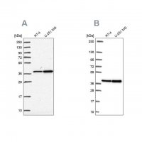 Anti-RFC4 antibody produced in rabbit 