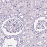Anti-RFX4 antibody produced in rabbit 
