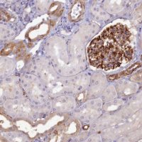 Anti-RGL3 antibody produced in rabbit 