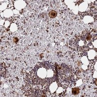 Anti-RGS18 antibody produced in rabbit 