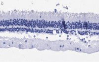 Anti-Rhodopsin Antibody, clone 5D17 ZooMAb Rabbit Monoclonal 