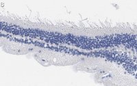 Anti-Rhodopsin CT Antibody, clone Rho 1D4 ZooMAb Mouse Monoclonal 