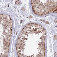 Anti-RLN3 antibody produced in rabbit HPA043731-100UL
