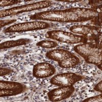 Anti-RMI2 antibody produced in rabbit 