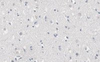 Anti-RNA polymerase II Antibody, clone CTD4H8 ZooMAb Mouse Monoclonal 