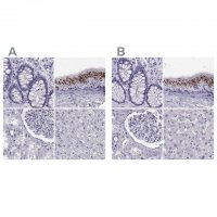 Anti-RNASE12 antibody produced in rabbit 