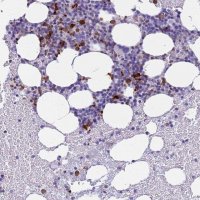 Anti-RNASE2 antibody produced in rabbit 
