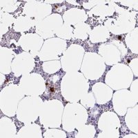 Anti-RNASE3 antibody produced in rabbit 