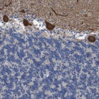 Anti-RNF112 antibody produced in rabbit 