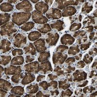 Anti-RNF115 antibody produced in rabbit 