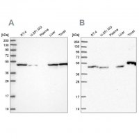 Anti-RNH1 antibody produced in rabbit HPA039223-100UL