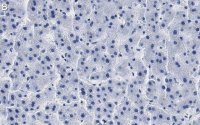 Anti-ROR Antibody, clone 1D13 ZooMAb Rabbit Monoclonal 