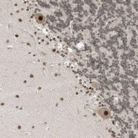 Anti-RPAIN antibody produced in rabbit 