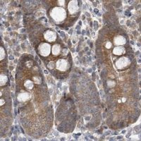 Anti-RPL32 antibody produced in rabbit 