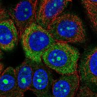 Anti-RPS3A antibody produced in rabbit HPA053454-100UL