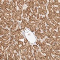 Anti-RSG1 antibody produced in rabbit 