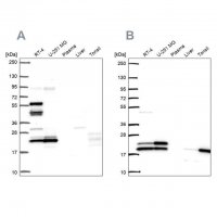 Anti-RSL24D1 antibody produced in rabbit 