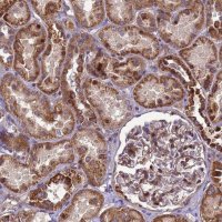 Anti-RSPRY1 antibody produced in rabbit 