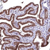 Anti-RSRC2 antibody produced in rabbit 