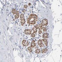 Anti-RUNX1 antibody produced in rabbit 