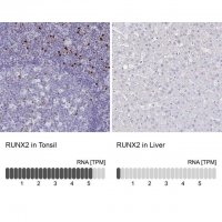 Anti-RUNX2 antibody produced in rabbit 